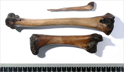 Big 'ugly chicken' bones Big 'ugly chicken' bones