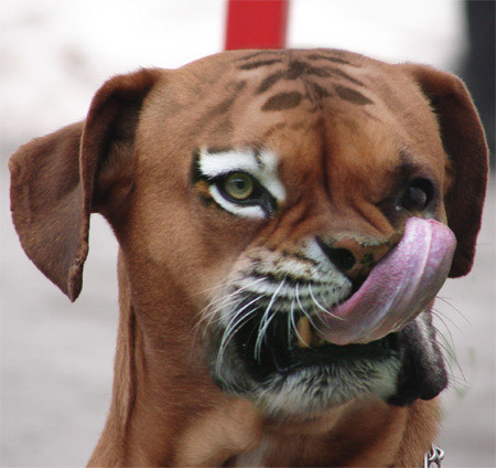 Woof meow I'm so confused Woof meow I'm so confused